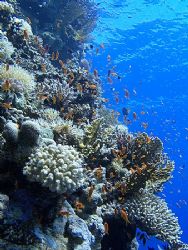 Colorful reef and anthias taken at Shark Observatory usin... by Nikki Van Veelen 